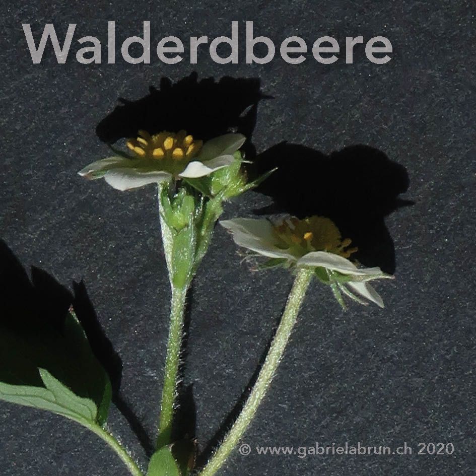 Walderdbeere