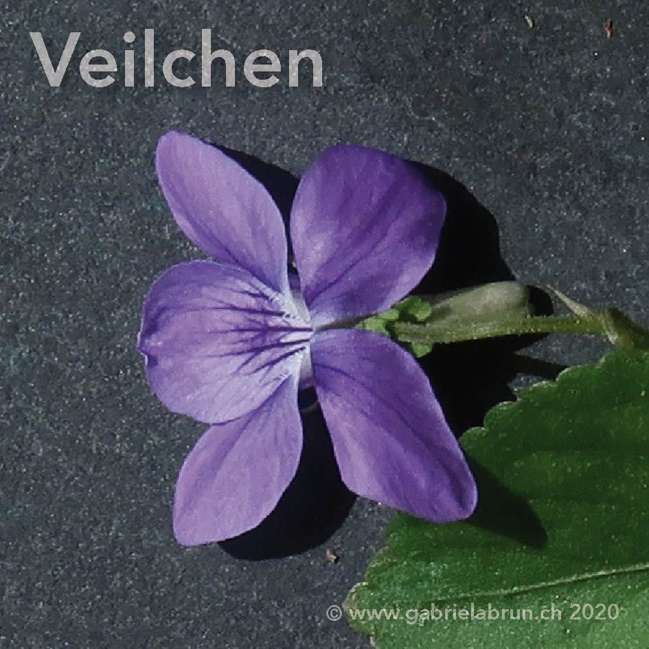 Veilchen