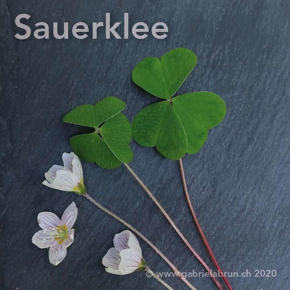 Sauerklee