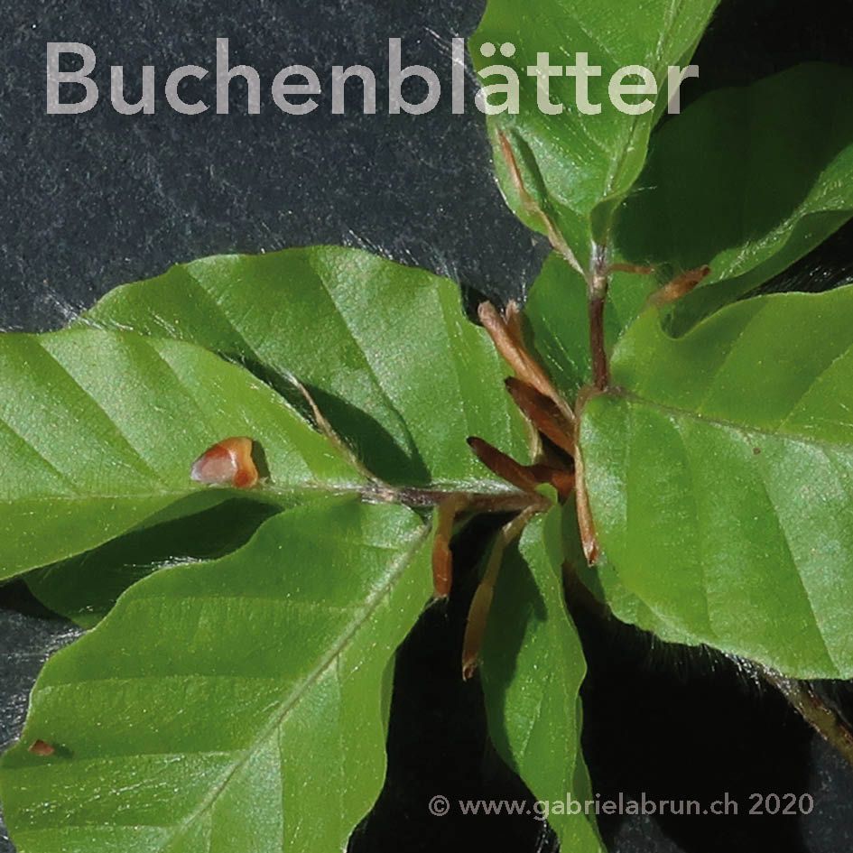 Buchenblätter