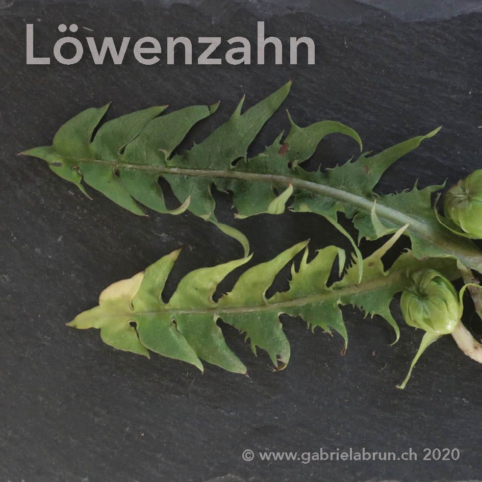 Löwentzahn