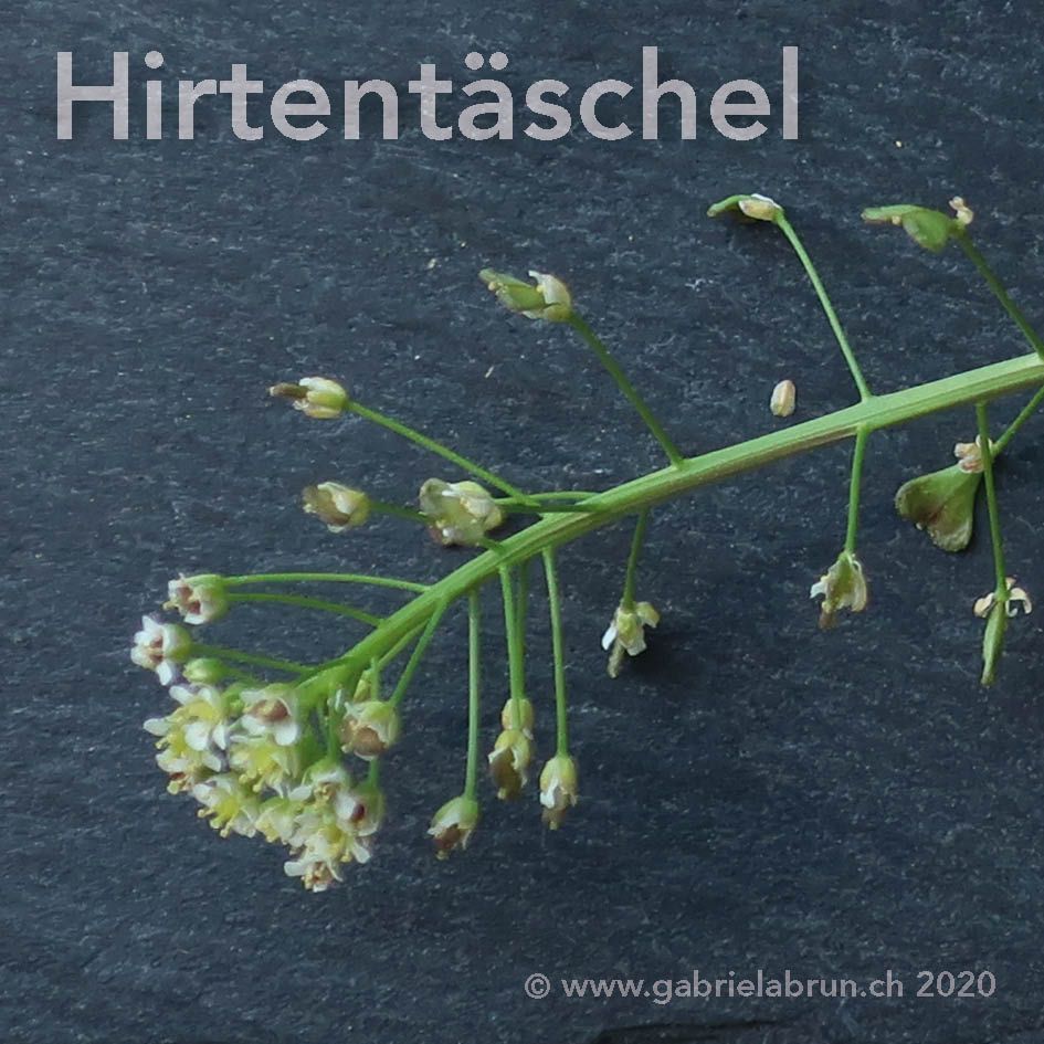 Hirtentäschel