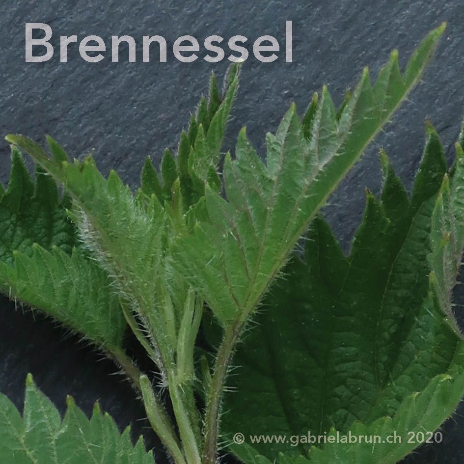 Brennesssel
