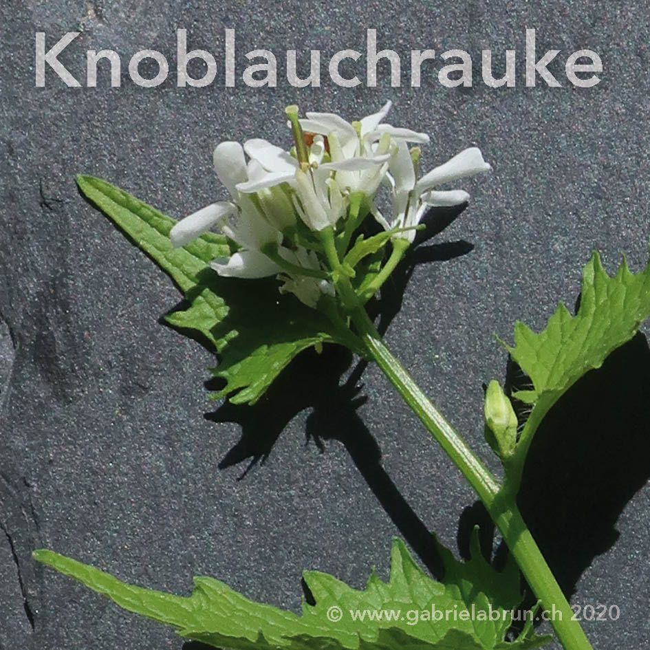 Knoblauchrauke