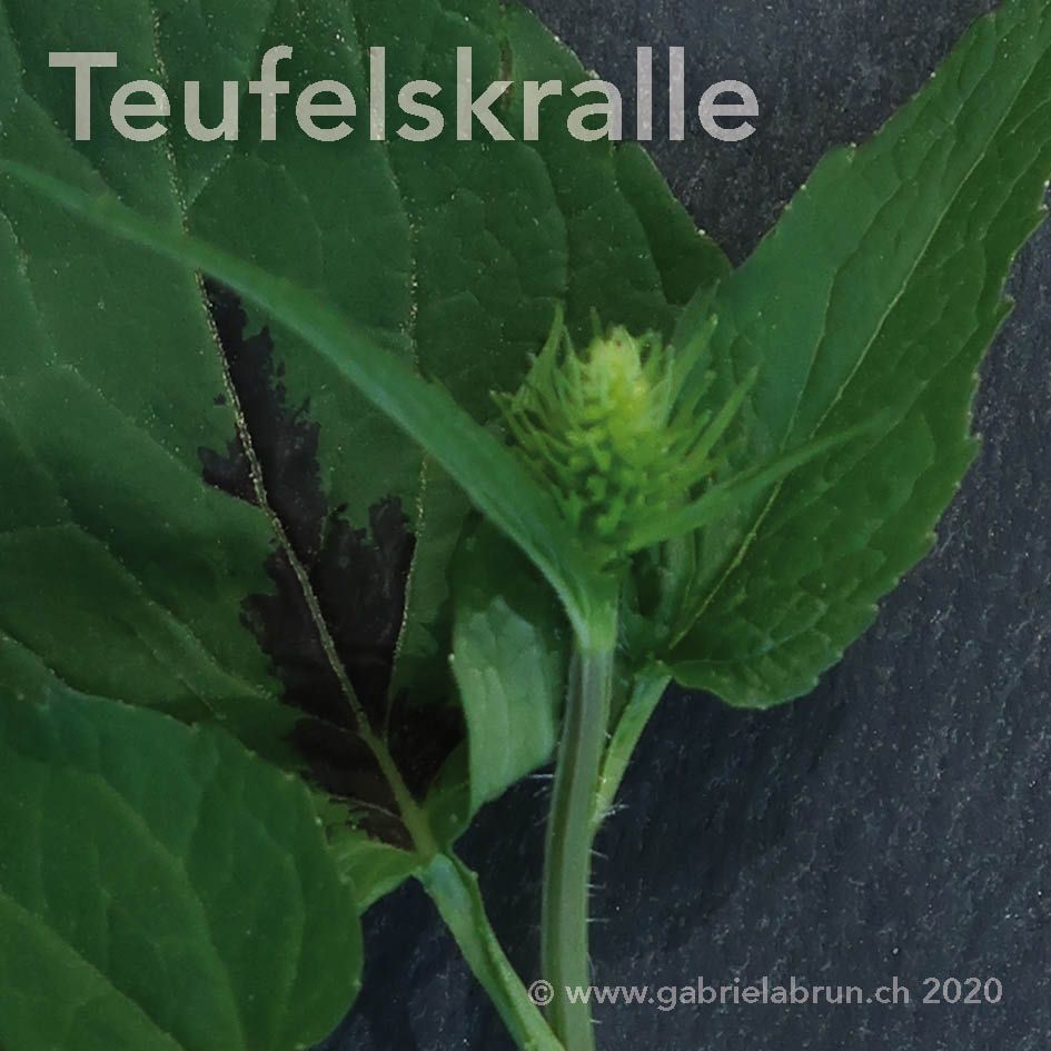 Teufelskralle
