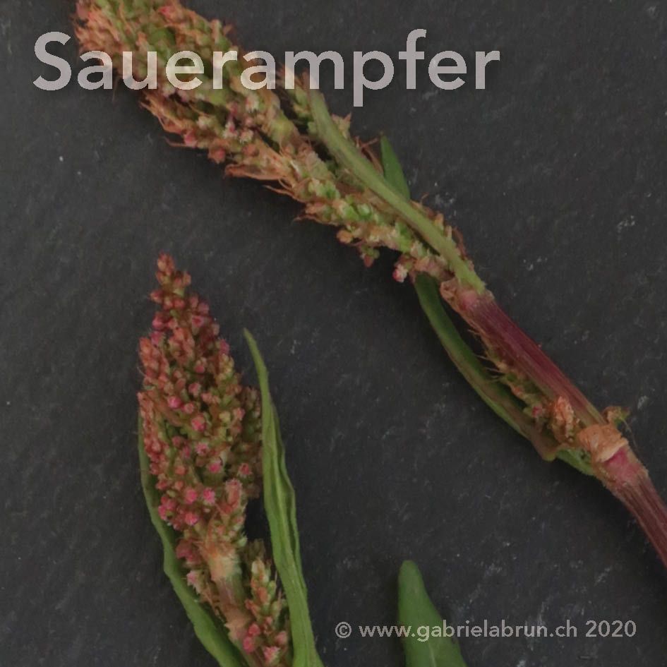 Sauerampfer