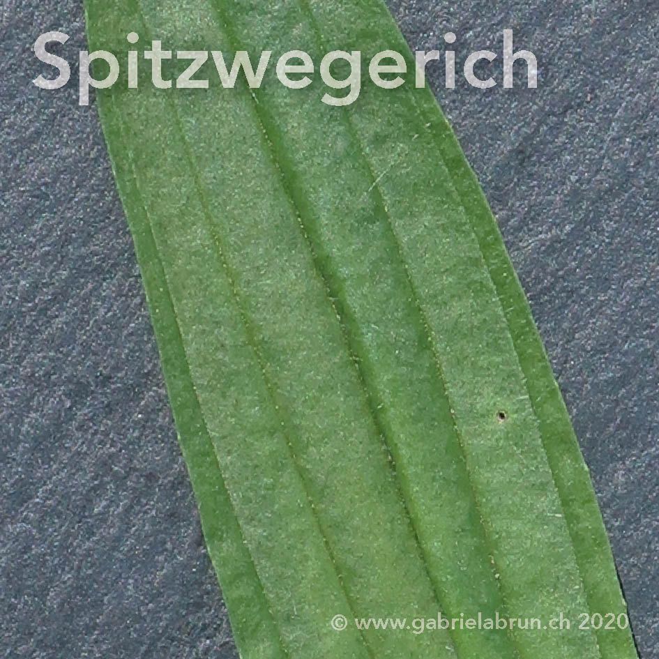 Spitzwegerich