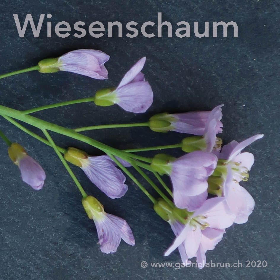 Wiesenschaum