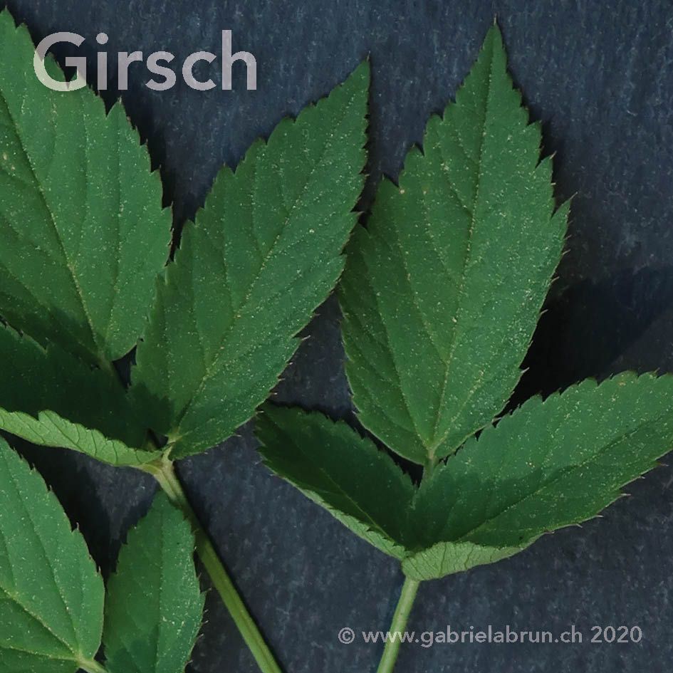 Girsch