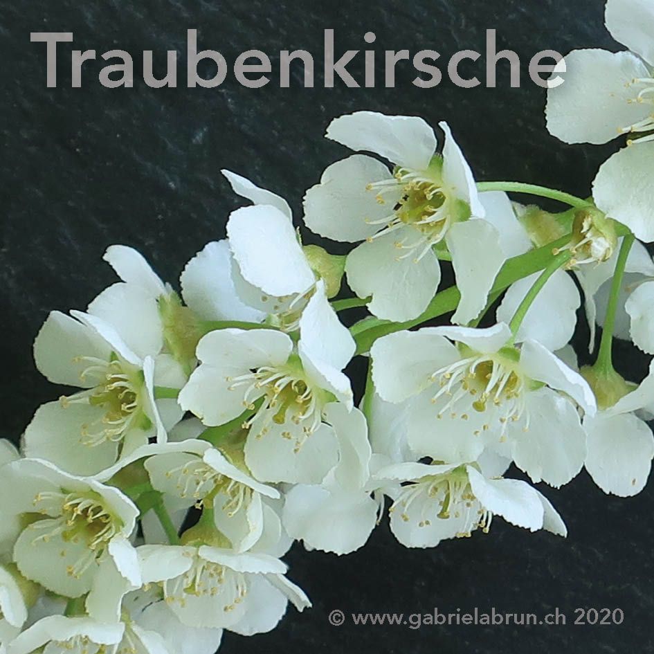 Traubenkrische