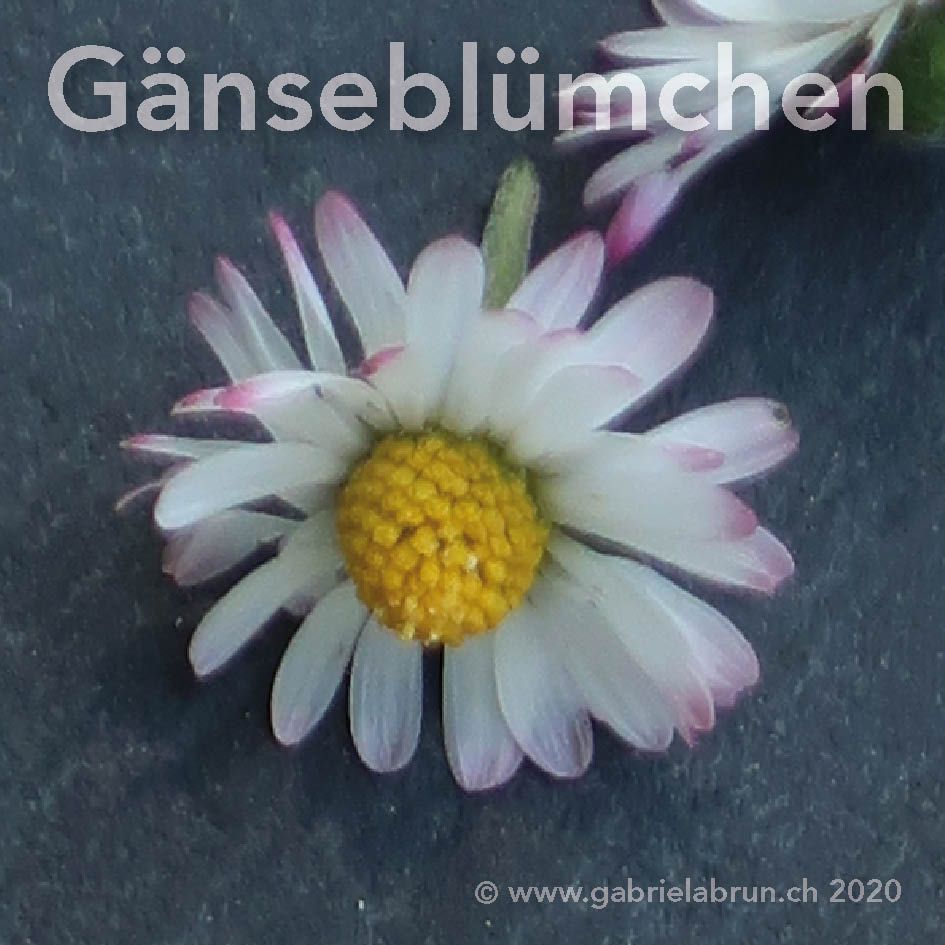 Gänseblümchen