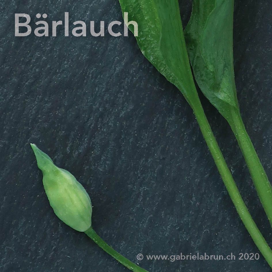 Bärlauch