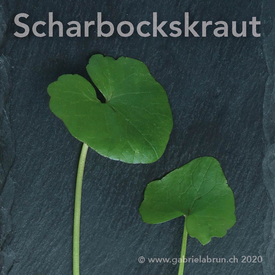 Scharbocksraut