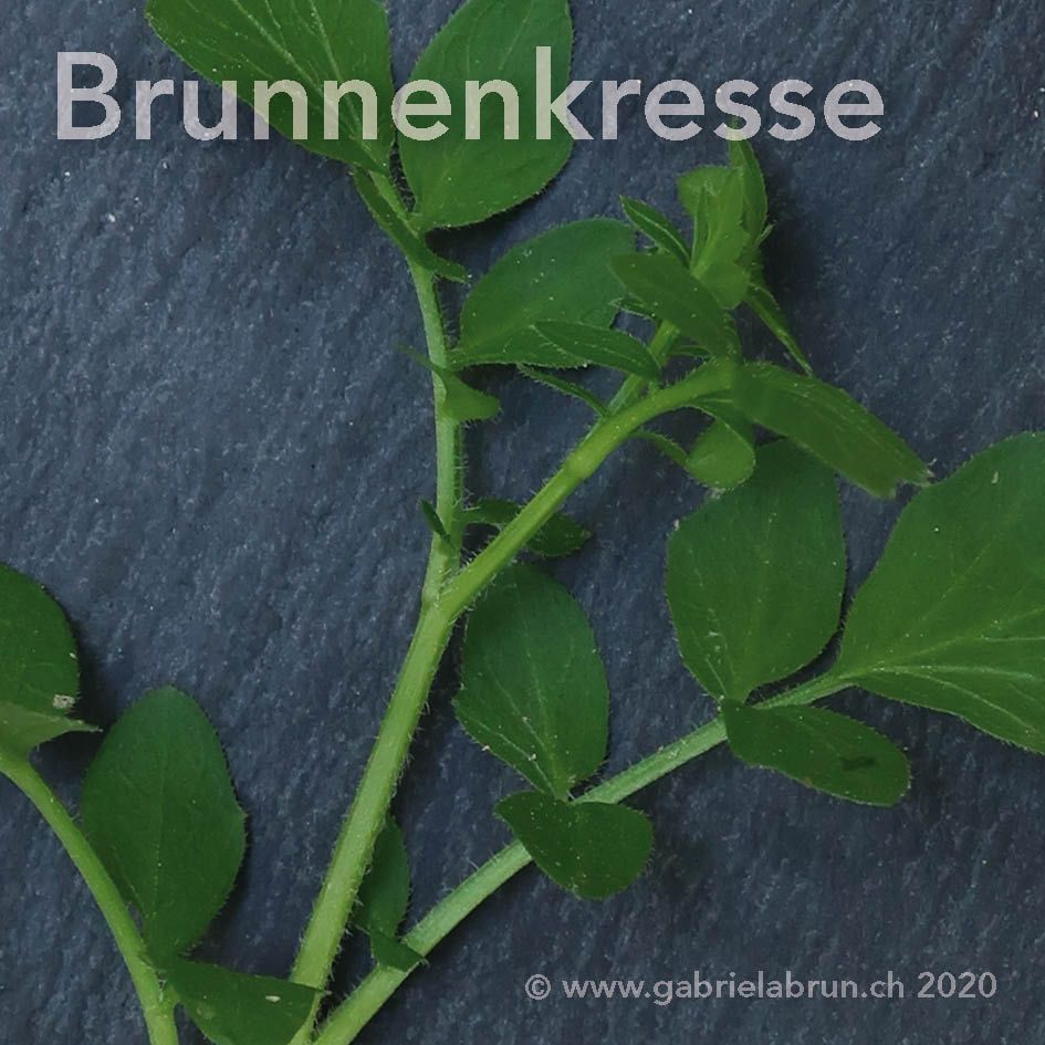 Brunnenkresse