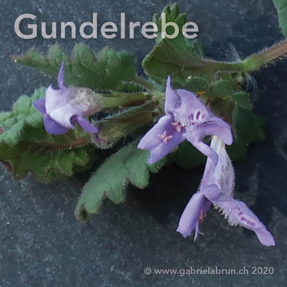 Gundelrebe