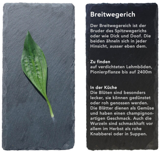 Breitwegerich