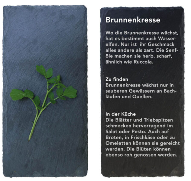 Brunnenkresse