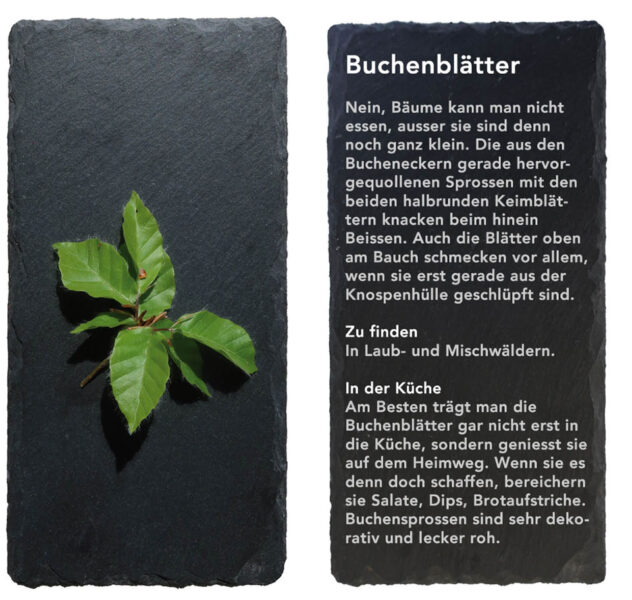 Buchenblätter