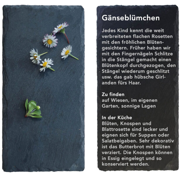 Gänseblümchen