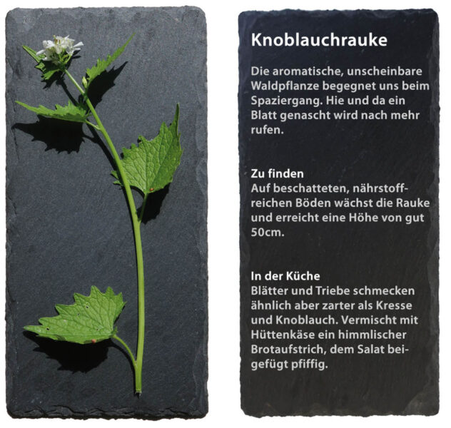 Knoblauchrauke