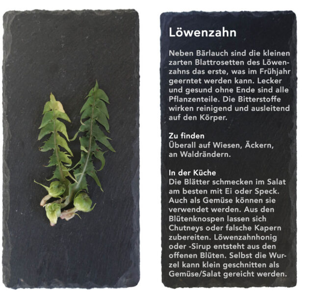 Löwenzahn