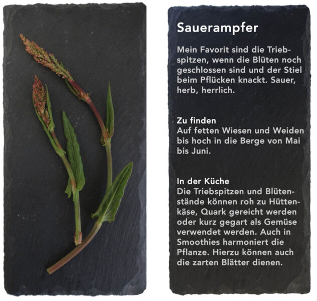 Sauerampfer