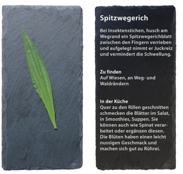 Spitzwegerich