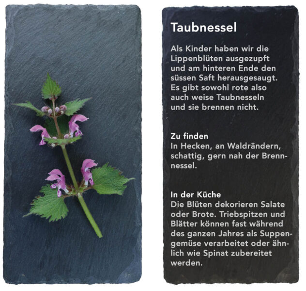 Taubnessel