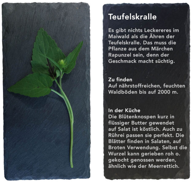 Teufelskralle