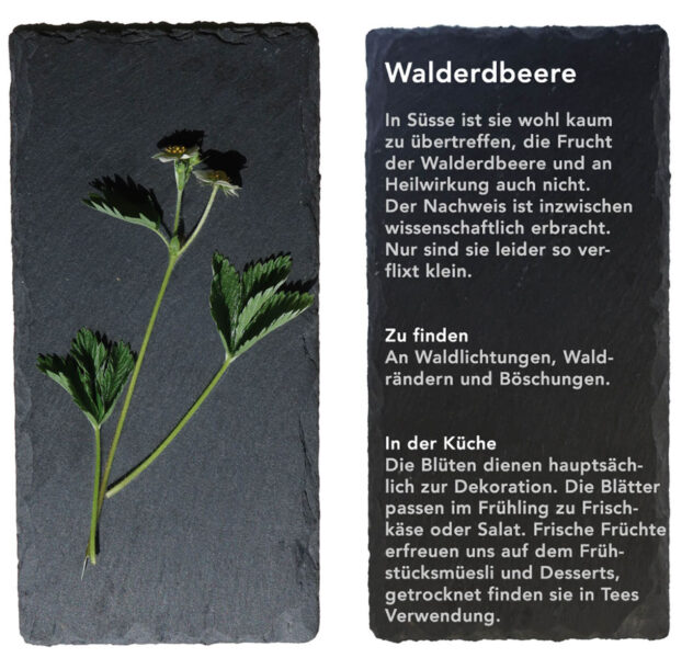 Walderdbeere