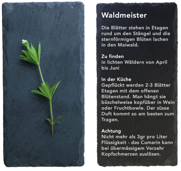 Waldmeister